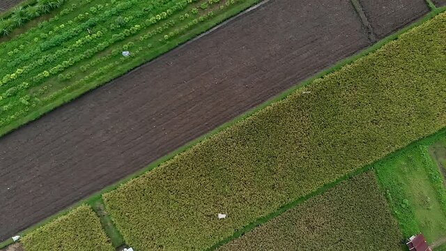 Rice farm field aerial top down view from drone flying sideway above slowly