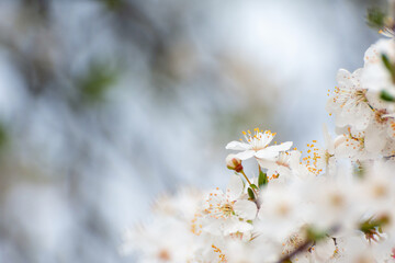 White flowers against a blurred background