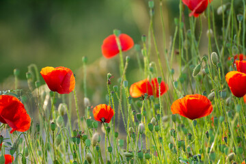 Obraz premium Poppy flower field at sunset