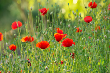 Obraz premium Poppy flower field at sunset