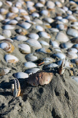 shells on the beach
