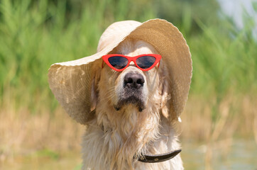 Dog in a straw sun hat and red glasses on the beach. Golden Retriever swims in the river. Local...