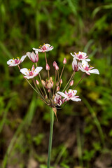 Reeds (Scirpus maritimus) © dadalia