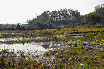 Stock photo of beautiful scene of forest lake panorama , sunrise over the lake at Karnataka India.