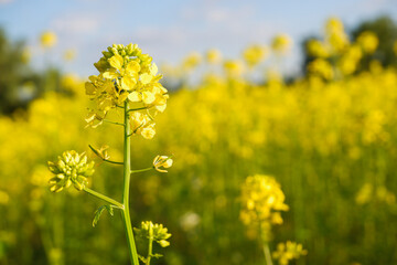 Yellow bright rapeseed flower close-up. Blooming rapeseed field. Canola Colza Yellow Flowers. Rapeseed, Oilseed Field Meadow