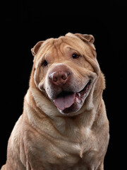 Shar Pei on black background. The dog smiles, funny face