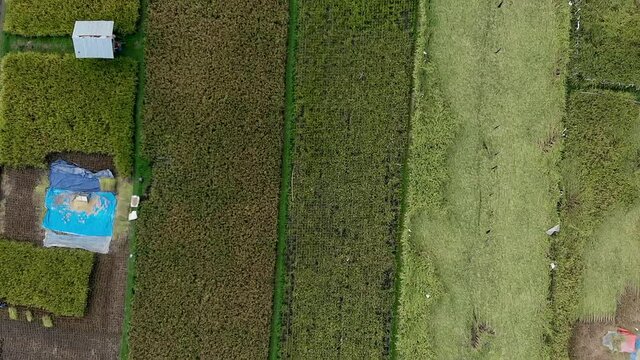 Rice farm field aerial top down view from drone flying forward above