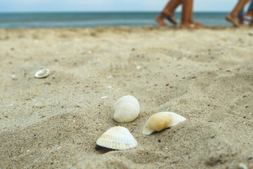 Three seashells on the sand on the beach by the sea against the background of people passing by