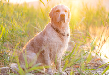 Golden Retriever sits in green grass by the lake at dawn. In summer, the dog swims in the river. Travel concept with pets