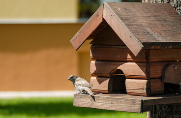 A small sparrow is sitting on a house-feeder