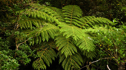 Farne – Gefäßsporenpflanzen,   Sporen auf den Blattunterseiten  Neuseeland Regenwäldern