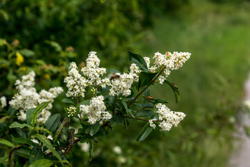Privet  (Ligustrum vulgare.)