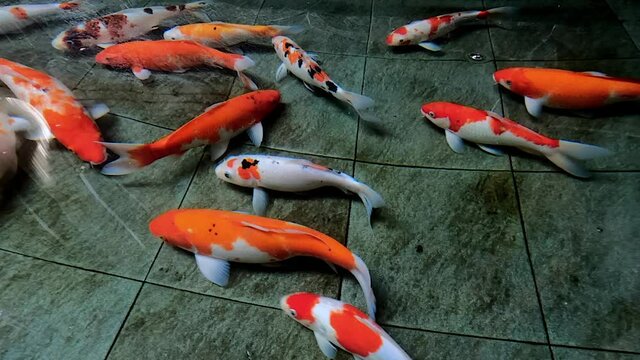 High angle view of multi colour koi fishes swim in clear water pond and reflections on surface