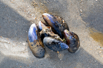 Group of live mussels clams lies on sand at low tide in North sea