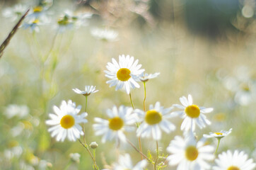 Fototapeta premium White field daisies in the sunlight