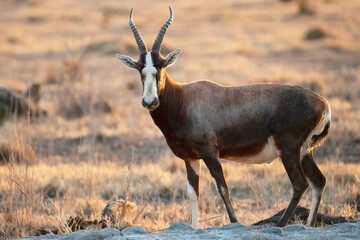 Obraz premium Blesbok ram at at water hole