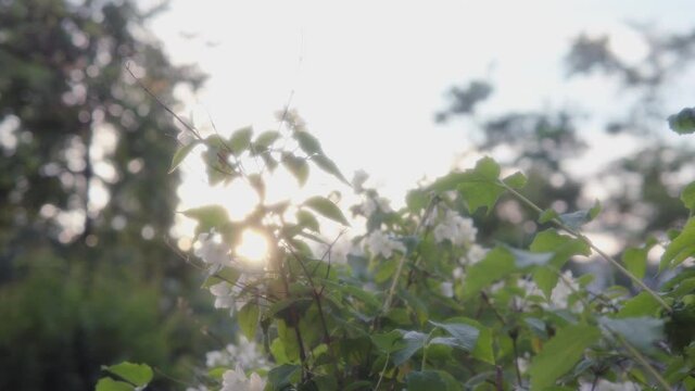 Beautiful jasmine flowers against the backdrop of the sunset on a summer evening.