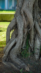 planta, árvores, natureza