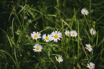 Chamomile on the field, concept of dreamy mood, vacation outside the city. Life style and slow life