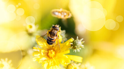 A bee collects pollen from a yellow  field flower in a meadow on sunny day.