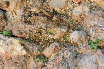 natural brown stone and green moss
