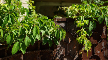 Plantas natureza no campo