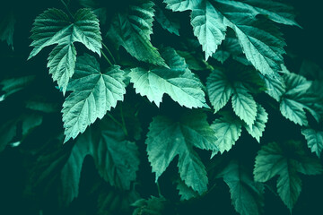 Green Hop Leaves. Natural medicine and beer ingredient. Close-up. 