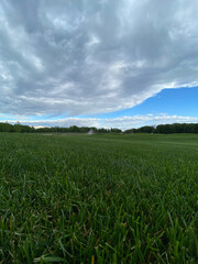 green field and blue sky