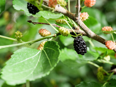 Black mulberry berries on a branch.