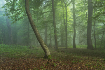 Foggy forest, at sunrise