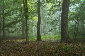 Foggy forest, at sunrise