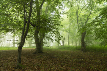 Foggy forest, at sunrise