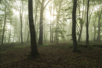Foggy forest, at sunrise