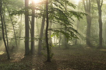 Foggy forest, at sunrise