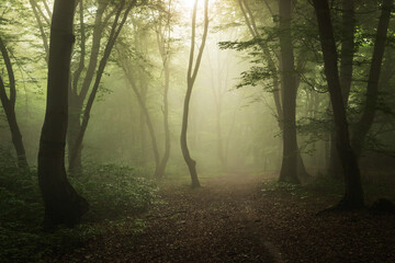 Fototapeta premium Foggy forest, at sunrise