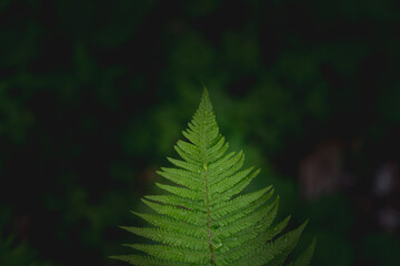 fern leaf in the forest