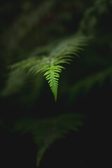 fern leaf in the forest