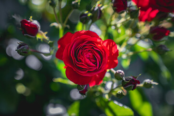 red rose in garden