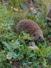 hedgehog on the ground © Алия Замалиева