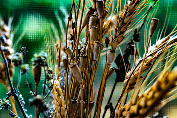 Nature blurred background with empty copy space and dry grass, flowers and wheat spikelet