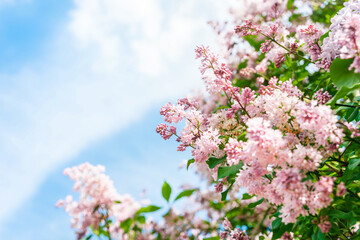 Obraz na płótnie Canvas Lilac flowers with blue sky, natural spring background. Copy space