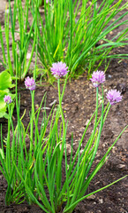 Chives. Onion plant blossoming.