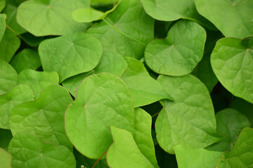 Oval green leaves. 