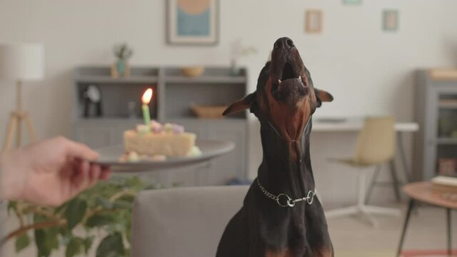 Portrait of black Doberman dog wearing party hat, hand of unrecognizable person holding plate with piece of cake, pet barking and owner blowing candle on dessert