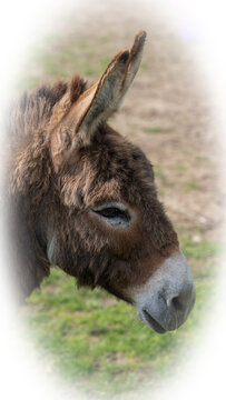Head and shoulders photo of 2 year old donkey