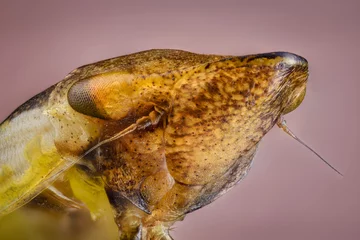 Fototapeten Close up of cicada © Harry