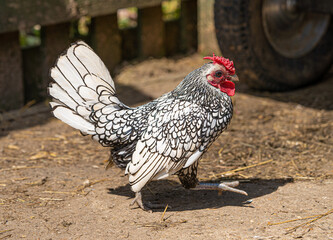Male Sebright English Bantum Low Level Macro Close up View