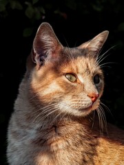 sunny brown/orange cute adult cat portrait with dark background