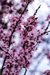 closeup of spring blossom flower on bright bokeh background