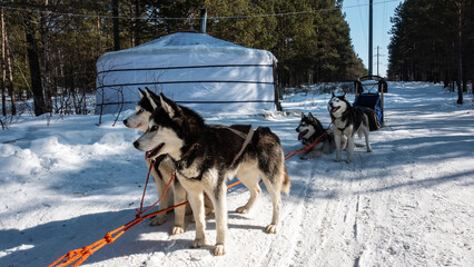 Naklejka premium A team of Siberian huskies stands on a snowy road in a coniferous forest. Black and white fluffy fur, blue eyes. The mouths are open. The red ropes are stretched. Behind the sleigh, yurt. Winter day.